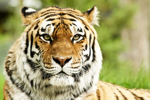 Каталог Картина тигр: Животные | Wall-Style