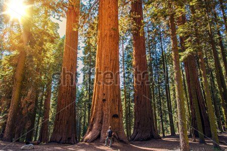 Каталог Фотообои лес:  | Wall-Style