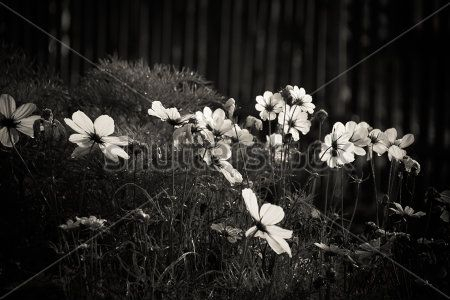 Каталог Картина цветы: Природа | Wall-Style