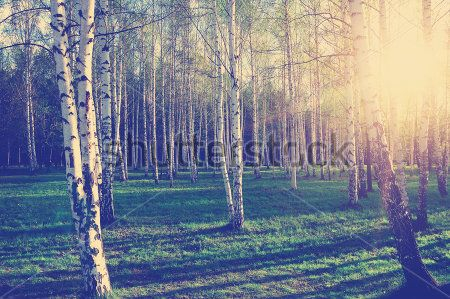 Каталог Фотообои парк:  | Wall-Style