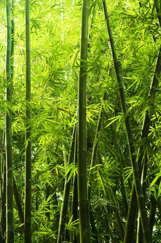 Каталог Фотообои листья на бамбуке:  | Wall-Style