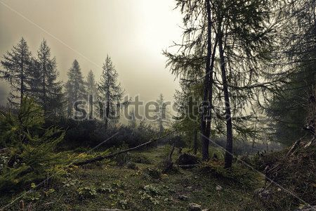 Каталог Картина лес: Природа | Wall-Style