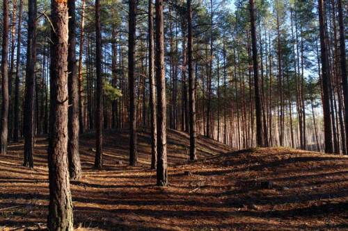 Каталог Фотообои сосновый лес:  | Wall-Style