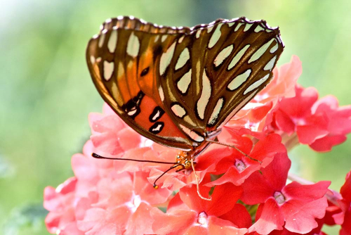 Каталог Фотообои бабочка на цветке:  | Wall-Style