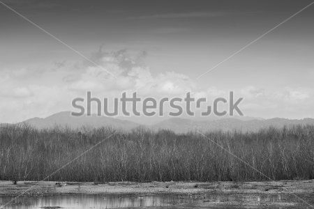 Каталог Фотообои лес:  | Wall-Style
