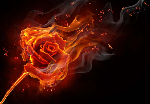 Каталог Фотообои огненная роза на черном фоне:  | Wall-Style