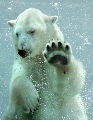 Каталог Картина белый медведь: Животные | Wall-Style