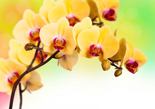 Каталог Картина желтые орхидеи: Цветы и растения | Wall-Style