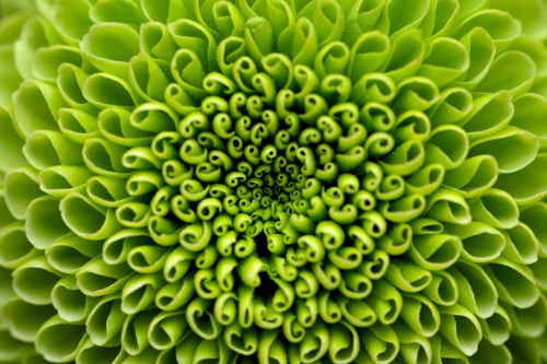 Каталог Фотообои зеленый цветок:  | Wall-Style