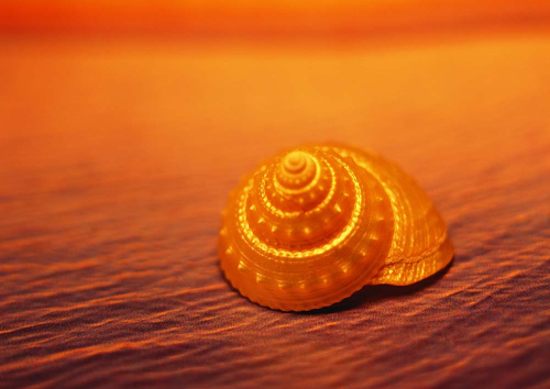 Каталог Картина ракушка в песке: Море | Wall-Style