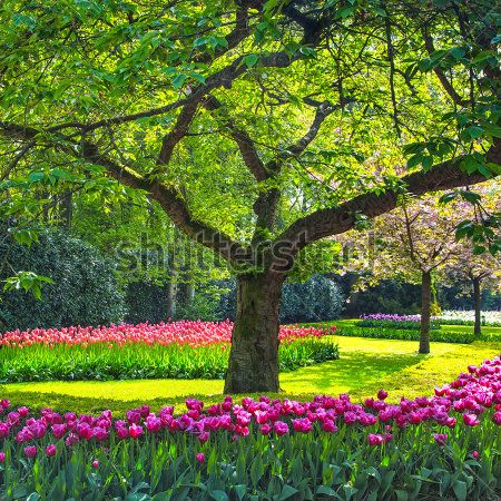 Каталог Фотообои парк:  | Wall-Style