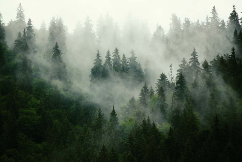 Каталог Картина осенний лес в тумане: Природа | Wall-Style