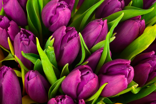 Каталог Фотообои лиловые тюльпаны:  | Wall-Style