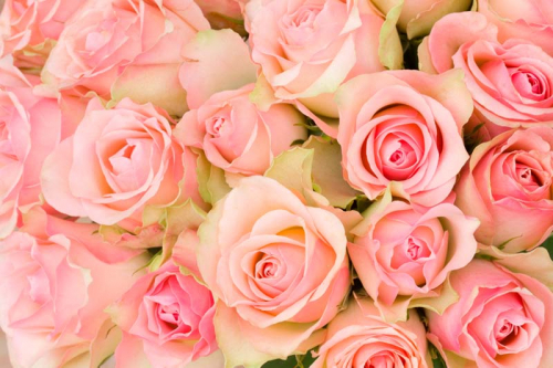 Каталог Картина розовые розы: Цветы и растения | Wall-Style