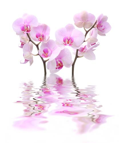 Каталог Фотообои ветки орхидей в воде:  | Wall-Style
