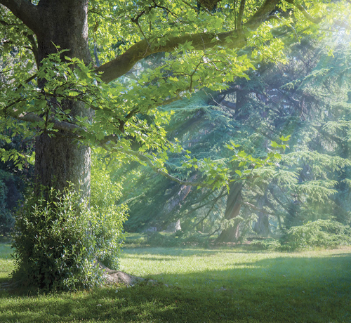 Каталог Фотообои летний свет:  | Wall-Style