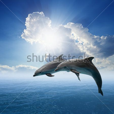 Каталог Фотообои дельфин:  | Wall-Style