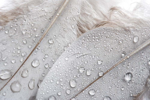 Каталог Фотообои перья с каплями:  | Wall-Style