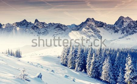 Каталог Фотообои зимний лес:  | Wall-Style