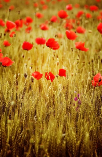 Каталог Фотообои маки в пшеничном поле:  | Wall-Style