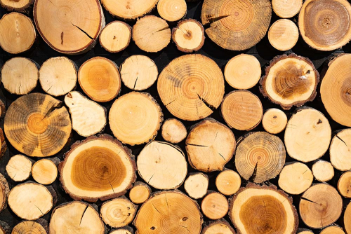 Каталог Фотообои дерево в разрезе :  | Wall-Style