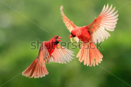 Каталог Картина птицы: Животные | Wall-Style