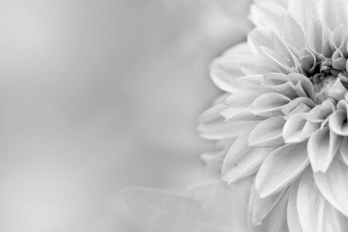 Каталог Фотообои бесцветная хризантема:  | Wall-Style