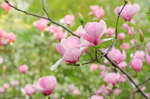 Каталог Фотообои магнолия которая цветет:  | Wall-Style