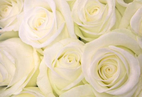 Каталог Фотообои букет из белых роз:  | Wall-Style