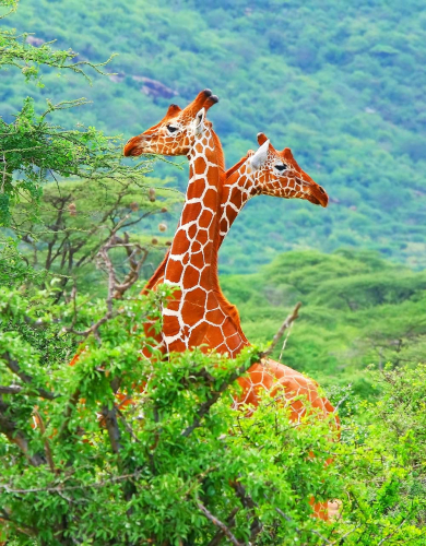 Каталог Фотообои влюбленные жирафы:  | Wall-Style