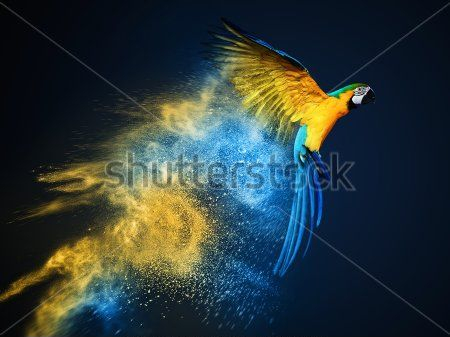 Каталог Фотообои попугаи:  | Wall-Style