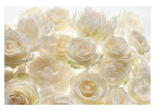 Каталог Фотообои белые розы:  | Wall-Style