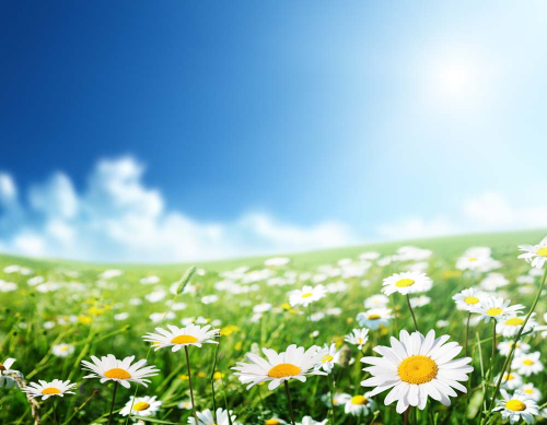 Каталог Фотообои ромашка под голубым небом:  | Wall-Style