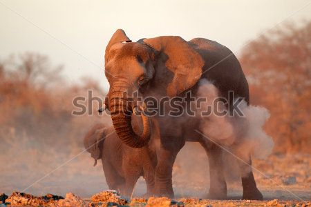 Каталог Фотообои слоны:  | Wall-Style