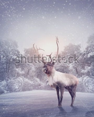 Каталог Фотообои северный олень:  | Wall-Style
