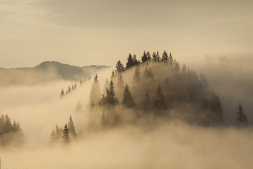 Каталог Картина пелена тумана: Природа | Wall-Style
