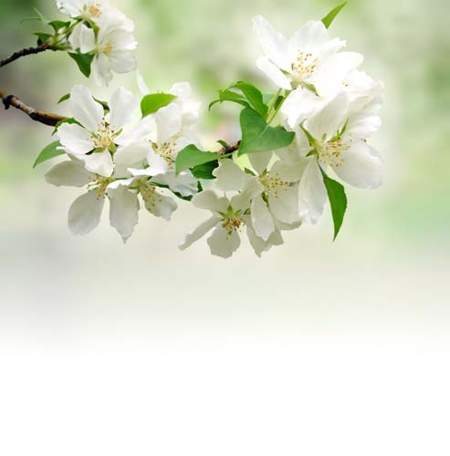 Каталог Фотообои белая сакура:  | Wall-Style