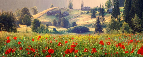 Каталог Картина маковое поле: Панорамные | Wall-Style