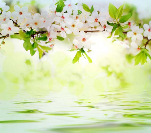 Каталог Фотообои вишневая ветка над водой:  | Wall-Style
