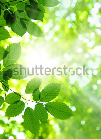 Каталог Фотообои листья:  | Wall-Style