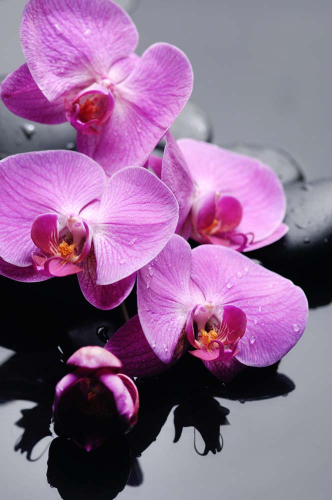 Каталог Фотообои веточка орхидеи:  | Wall-Style