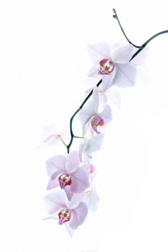 Каталог Фотообои орхидея:  | Wall-Style
