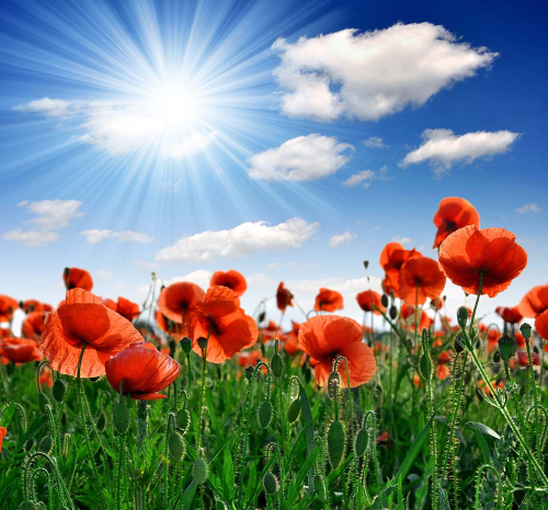 Каталог Фотообои маки под небом:  | Wall-Style