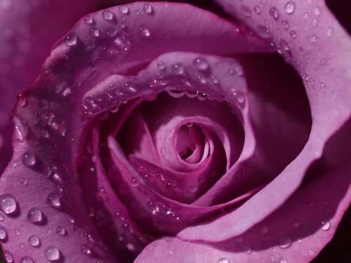 Каталог Картина лиловая роза с капельками: Цветы и растения | Wall-Style