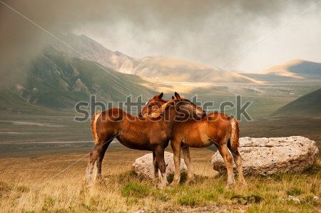Каталог Фотообои лошади:  | Wall-Style