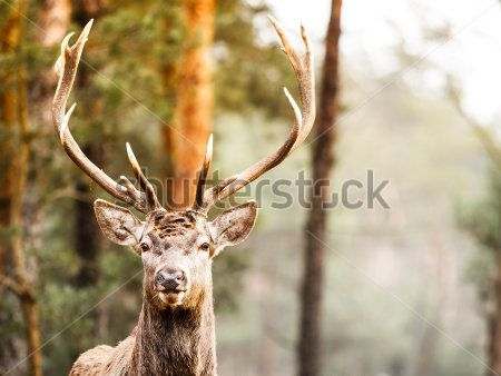 Каталог Фотообои олень:  | Wall-Style