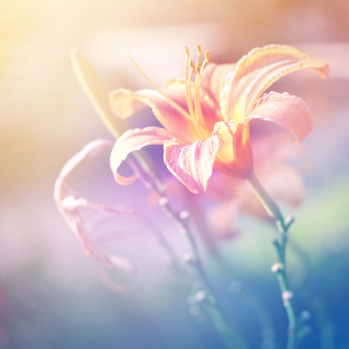 Каталог Фотообои нежная лилия:  | Wall-Style