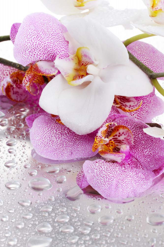 Каталог Картина орхидеи и капельки воды: Цветы и растения | Wall-Style
