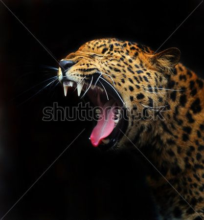 Каталог Фотообои хищный леопард:  | Wall-Style