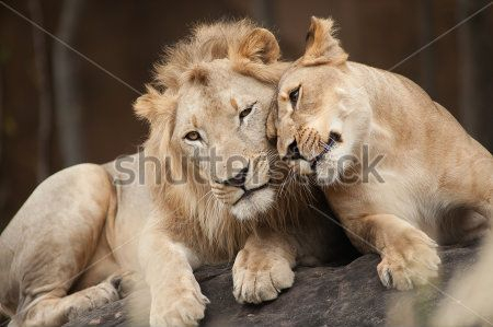 Каталог Картина семья львов: Животные | Wall-Style